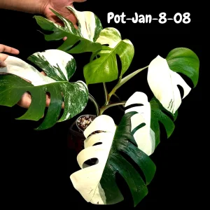 Variegated Monstera Albo Live Plant - Rare Indoor White Monstera Borsigiana - Image 2