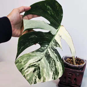 Variegated Monstera Albo Live Plant - Rare Indoor White Borsigiana - Image 2