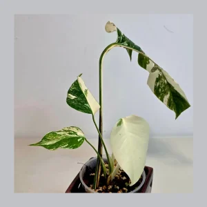 Variegated Monstera Albo Live Plant - Rare Indoor White Monstera Borsigiana - Image 2