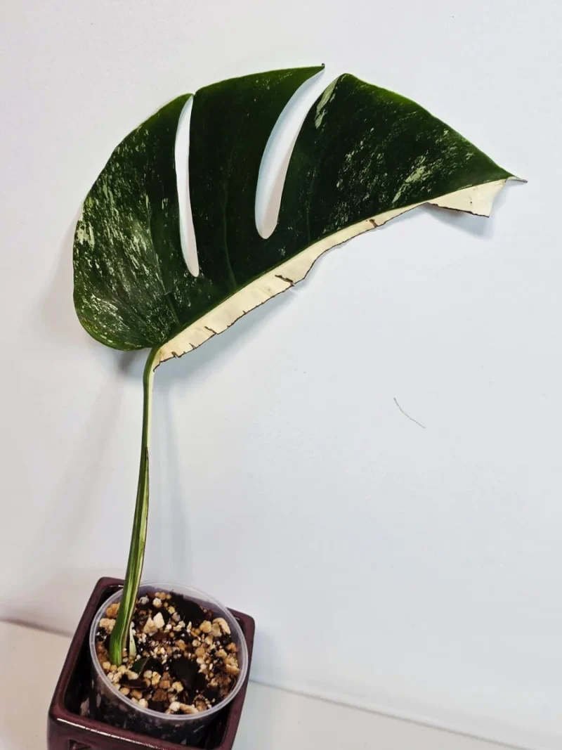 monstera plant light Monstera deliciosa Electro Light variegated TC Plantlet Grower's Choice *In Stock* Acclimated (Premium) (In Stock) main image 1