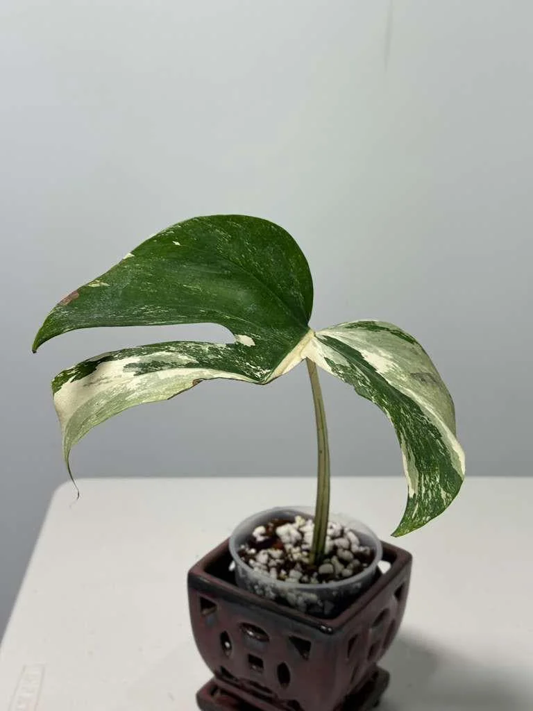 Variegated Monstera Albo Live Plant - Rare Indoor White Albo Borsigiana - Single Leaf - Image 2