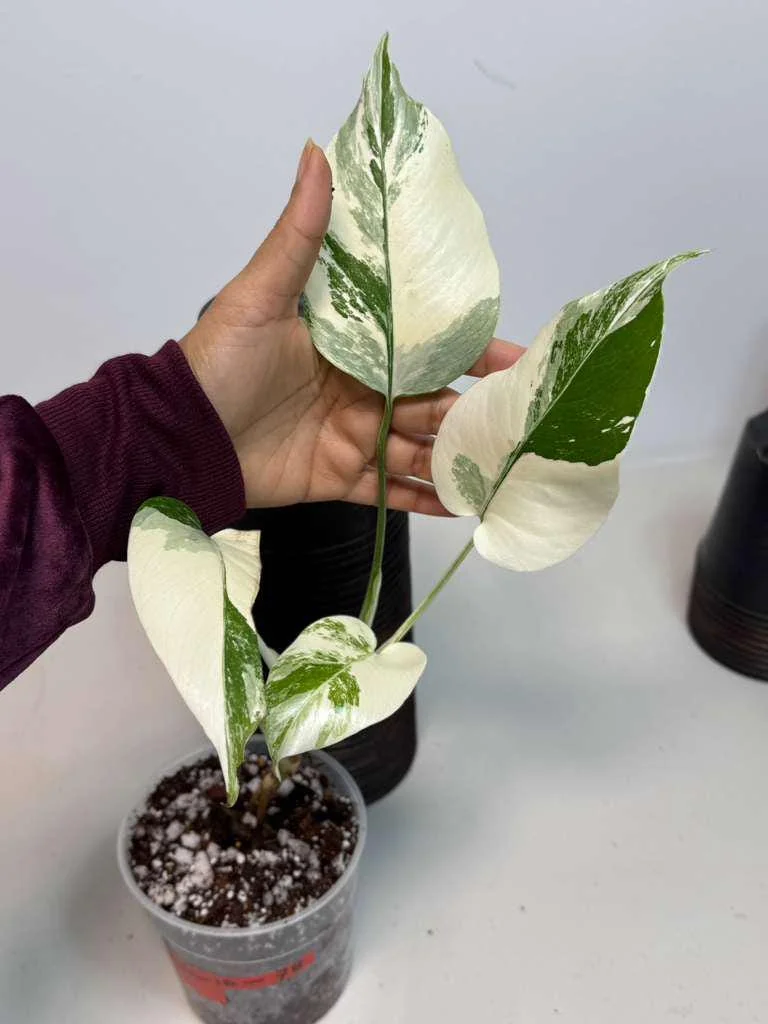 Variegated Monstera Albo Live Plant – Rare Indoor White Borsigiana Houseplant - Image 2