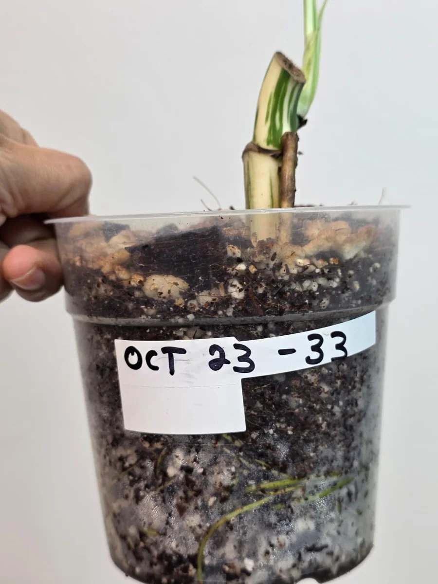 Variegated Monstera Albo Live Plant - Rare Indoor White Borsigiana Houseplant - Image 3