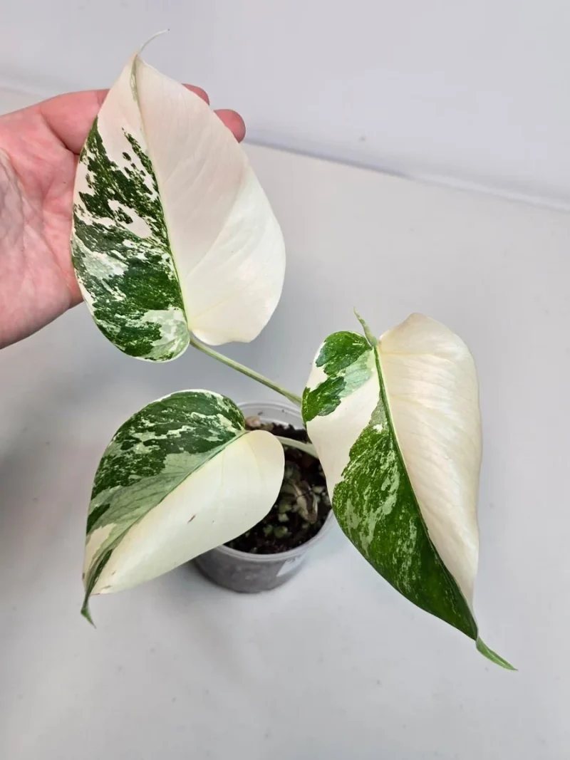 philodendron blue marx Burle Marx Flame Philodendron, 6in main image 0