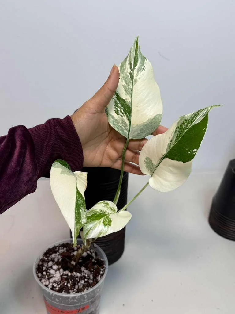 Variegated Monstera Albo Live Plant – Rare Indoor White Borsigiana Houseplant - Image 3