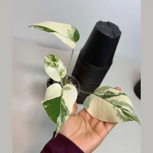 Variegated Monstera Albo Live Plant – Rare Indoor White Borsigiana Houseplant - Image 1