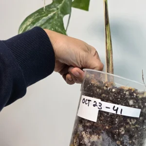 Variegated Monstera Albo Live Plant - Rare Indoor White Borsigiana - Image 4