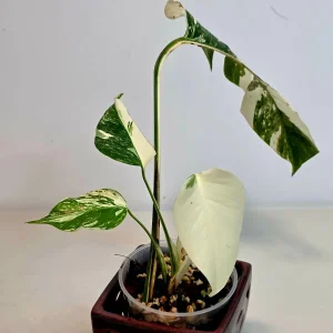 Variegated Monstera Albo Live Plant - Rare Indoor White Monstera Borsigiana - Image 4