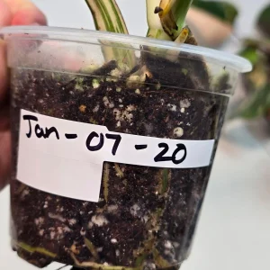 Variegated Monstera Albo Live Plant - Rare Indoor White Monstera Borsigiana Houseplant - Image 4