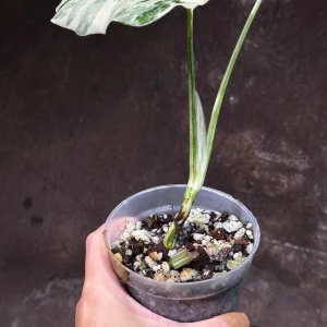 Variegated Monstera Albo Live Plant - Rare Indoor White Borsigiana Houseplant - Image 4