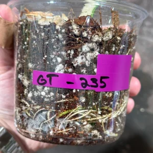 Variegated Monstera Albo Live Plant - Rare Indoor White Monstera Borsigiana - Image 4