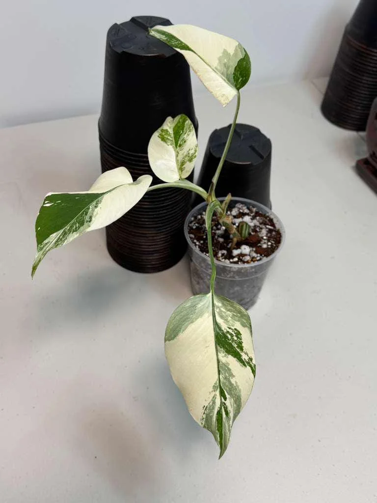 Variegated Monstera Albo Live Plant – Rare Indoor White Borsigiana Houseplant - Image 4