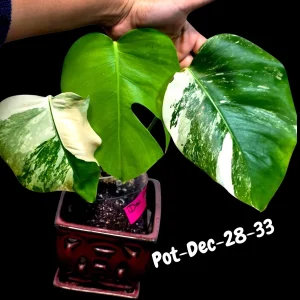 Variegated Monstera Albo Live Plant - Rare Indoor White Monstera Borsigiana - Image 5