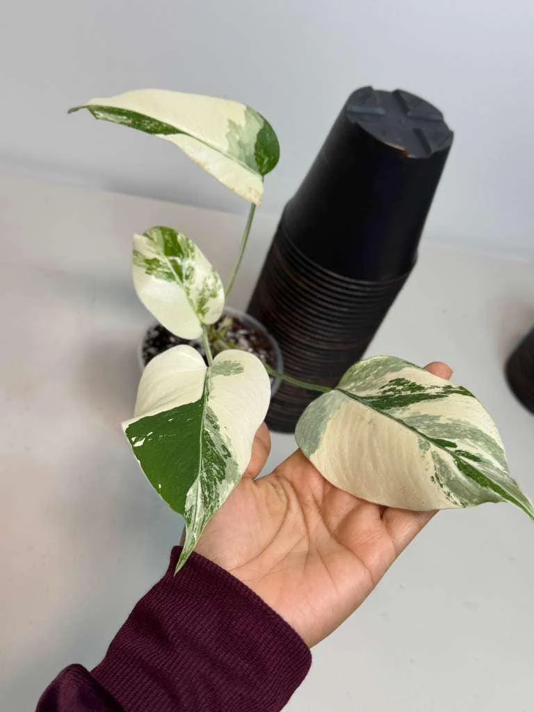 Variegated Monstera Albo Live Plant – Rare Indoor White Borsigiana Houseplant - Image 5