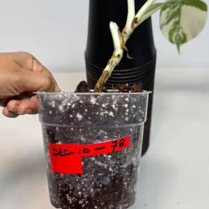 Variegated Monstera Albo Live Plant – Rare Indoor White Borsigiana Houseplant - Image 6