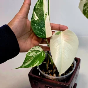Variegated Monstera Albo Live Plant - Rare Indoor White Monstera Borsigiana - Image 1