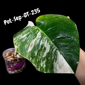 Variegated Monstera Albo Live Plant - Rare Indoor White Monstera Borsigiana - Image 9