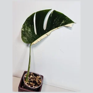 Variegated Monstera Albo Live Plant - Rare Indoor White Monstera Borsigiana - Image 1