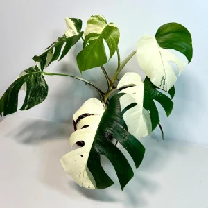 Variegated Monstera Albo Live Plant – Rare White Borsigiana Potted Houseplant – Large Form Indoor - Image 3