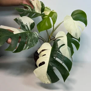 Variegated Monstera Albo Live Plant – Rare White Borsigiana Potted Houseplant – Large Form Indoor - Image 8