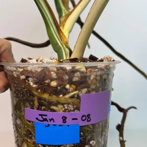 Variegated Monstera Albo Live Plant – Rare White Borsigiana Potted Houseplant – Large Form Indoor - Image 9