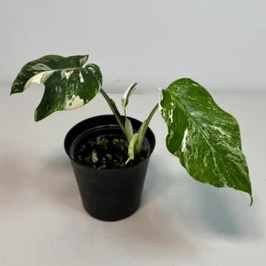 Variegated Monstera Albo Live Plant - Rare White & Green Indoor Houseplant - Image 1
