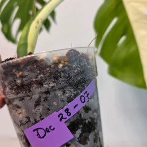 Variegated Monstera Albo Live Plant - Rare White Monstera Borsigiana Houseplant - Image 5