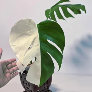 Variegated Monstera Albo Live Plant - White Monstera Borsigiana Houseplant - Image 3