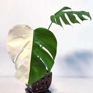 Variegated Monstera Albo Live Plant - White Monstera Borsigiana Houseplant - Image 1