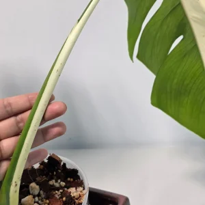 Variegated Monstera Albo Live Plant - White Monstera Borsigiana Houseplant - Image 4