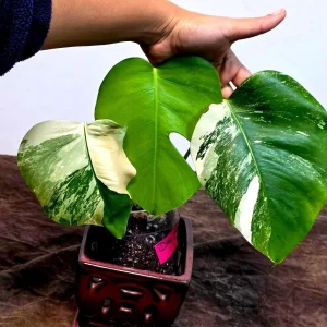 Variegated Monstera Albo Plant Live – Rare Indoor Potted Houseplant - Image 2