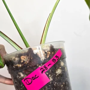 Variegated Monstera Albo Plant Live – Rare Indoor Potted Houseplant - Image 5