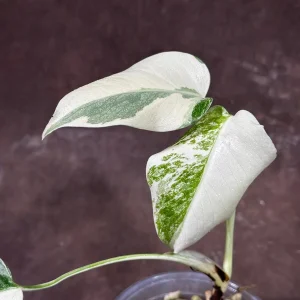 Variegated Monstera Albo Plant - Rare Indoor Houseplant - White Borsigiana Albo - Image 3