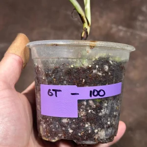 Variegated Monstera Albo Plant - Rare Indoor Houseplant - White Borsigiana Albo - Image 4