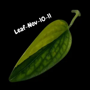 Variegated Monstera Peru Live Plant - Rare Aroid Houseplant - Tropical Indoor Foliage - Image 4