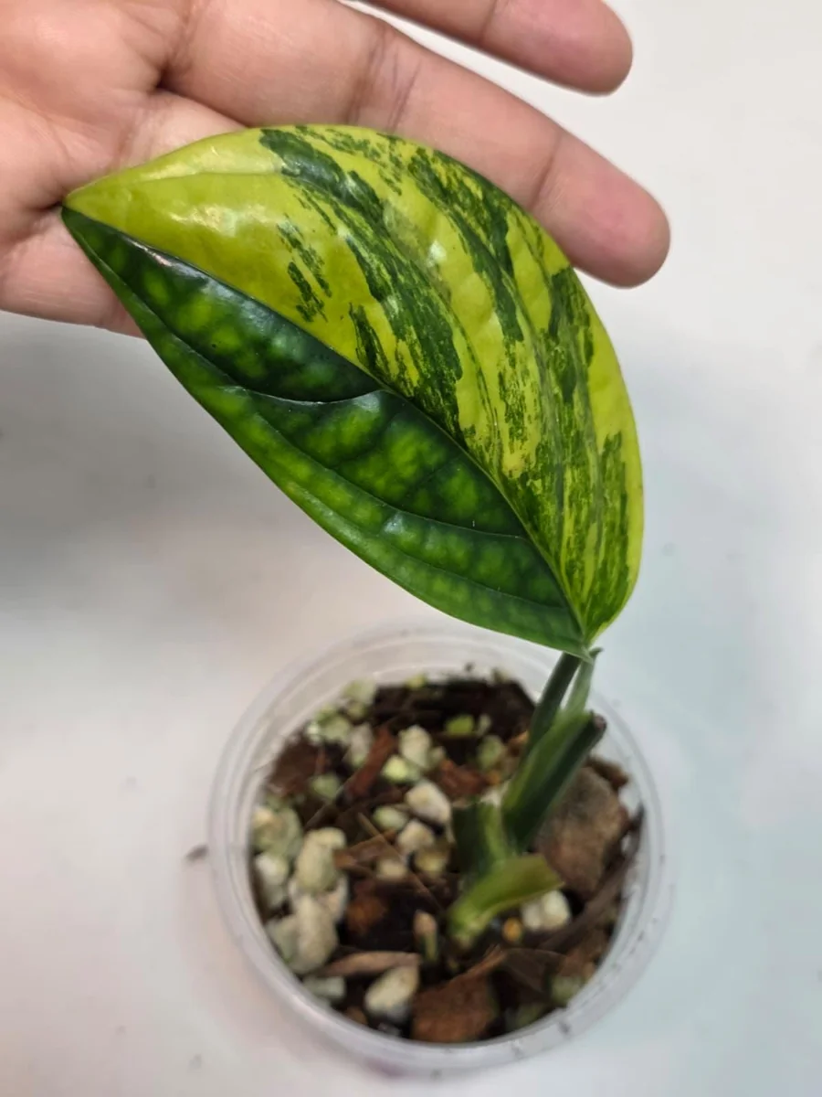 Variegated Monstera Peru Live Plant – Rare Aroid – Marbled Foliage – Indoor Houseplant - Image 2