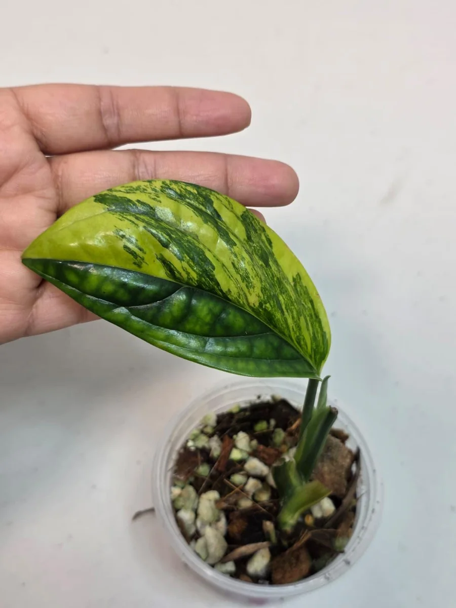 Variegated Monstera Peru Live Plant – Rare Aroid – Marbled Foliage – Indoor Houseplant - Image 3