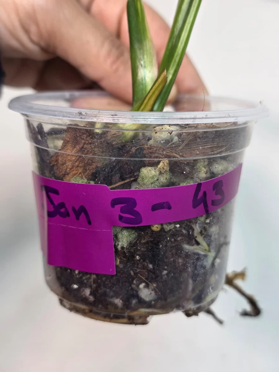 Variegated Monstera Peru Live Plant – Rare Aroid – Marbled Foliage – Indoor Houseplant - Image 4