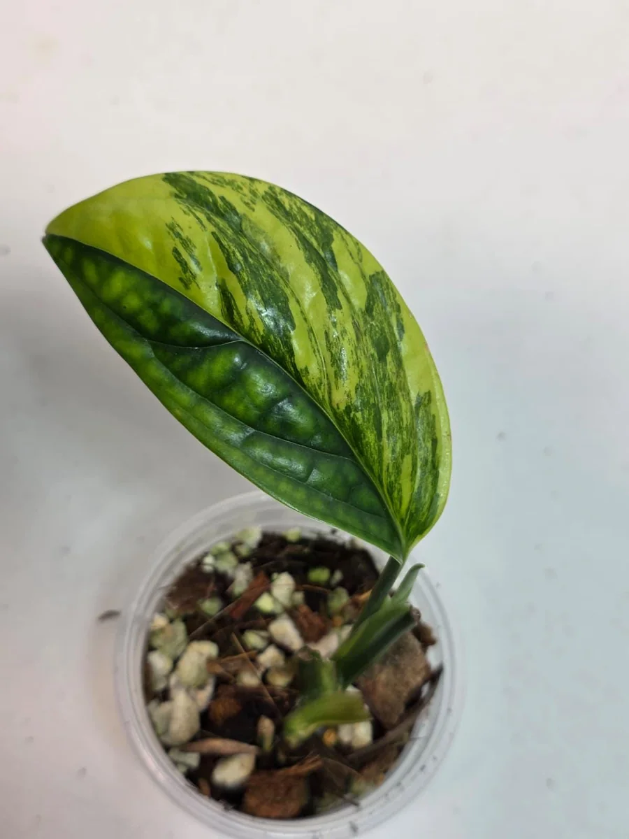 Variegated Monstera Peru Live Plant – Rare Aroid – Marbled Foliage – Indoor Houseplant - Image 1