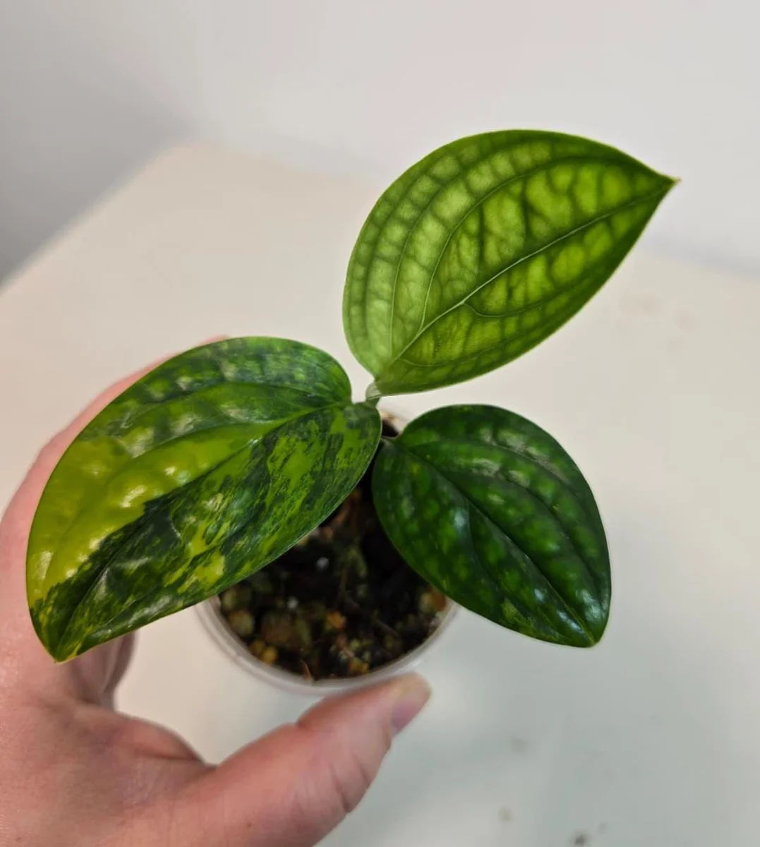 Variegated Monstera Peru Live Plant - Rare Collector Houseplant in Nursery Pot - Image 2