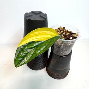 Variegated Monstera Peru Live Plant - Rare Collector Houseplant in Nursery Pot - Image 2