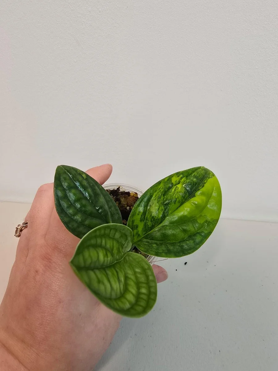 Variegated Monstera Peru Live Plant - Rare Collector Houseplant in Nursery Pot - Image 3