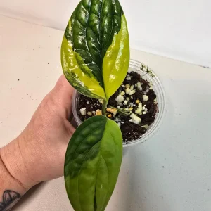 Variegated Monstera Peru Live Plant - Rare Collector Houseplant in Nursery Pot - Image 3