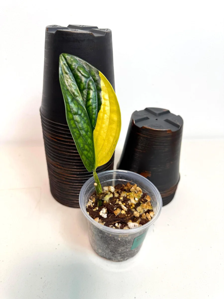 Variegated Monstera Peru Live Plant - Rare Collector Houseplant in Nursery Pot - Image 3