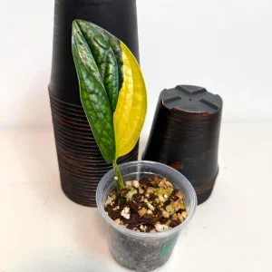 Variegated Monstera Peru Live Plant - Rare Collector Houseplant in Nursery Pot - Image 3