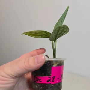 Variegated Monstera Peru Live Plant - Rare Collector Houseplant in Nursery Pot - Image 4