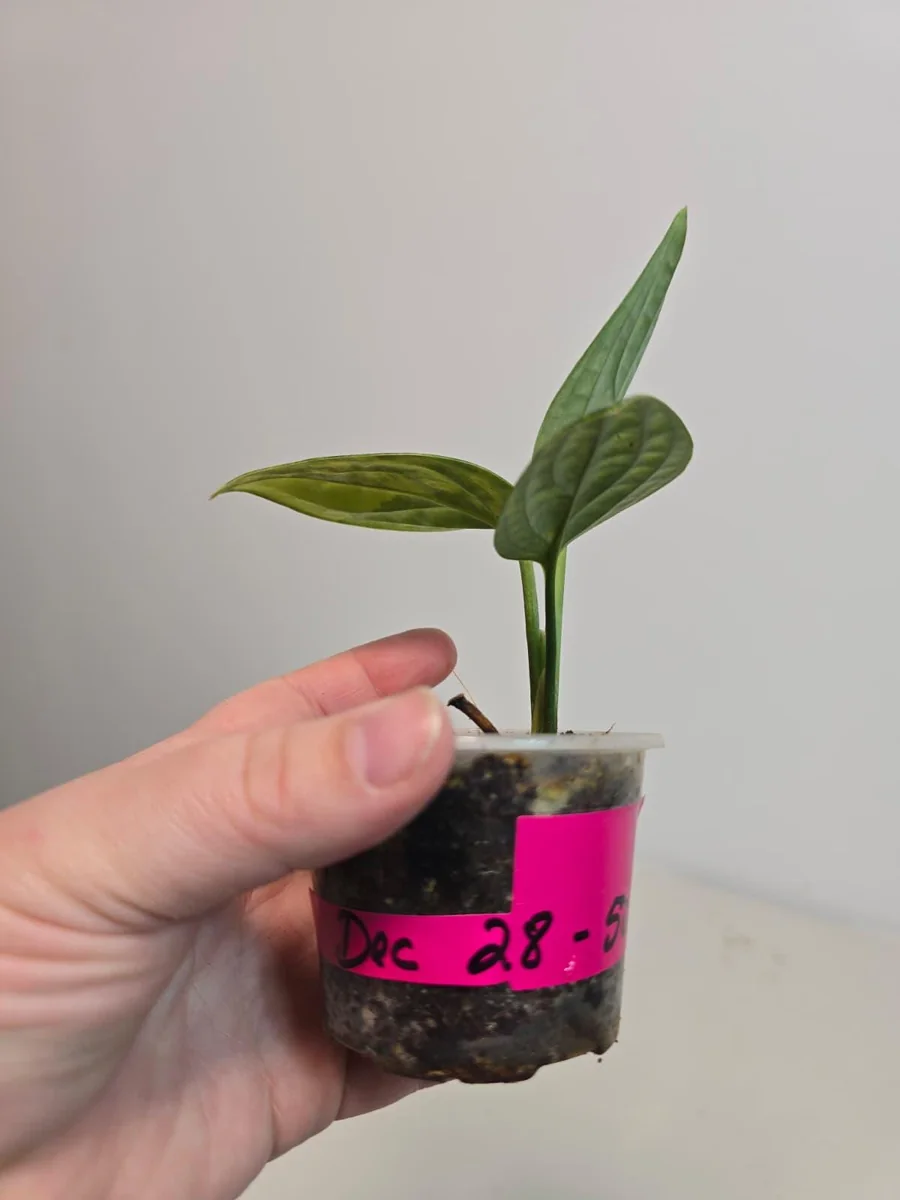 Variegated Monstera Peru Live Plant - Rare Collector Houseplant in Nursery Pot - Image 4