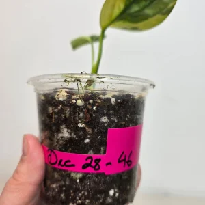 Variegated Monstera Peru Live Plant - Rare Collector Houseplant in Nursery Pot - Image 4