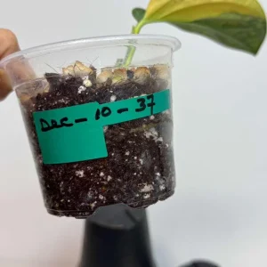 Variegated Monstera Peru Live Plant - Rare Collector Houseplant in Nursery Pot - Image 4