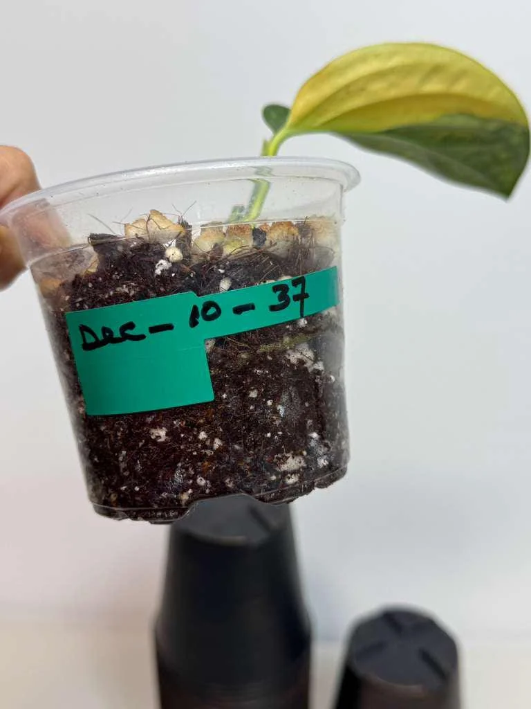 Variegated Monstera Peru Live Plant - Rare Collector Houseplant in Nursery Pot - Image 4